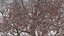 Seasonal Pack of Trees 3D model
