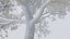 Seasonal Pack of Trees 3D model