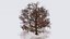 Seasonal Pack of Trees 3D model