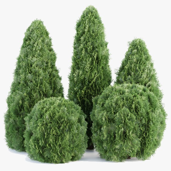 3D Thuja Smaragd Collection vol 138