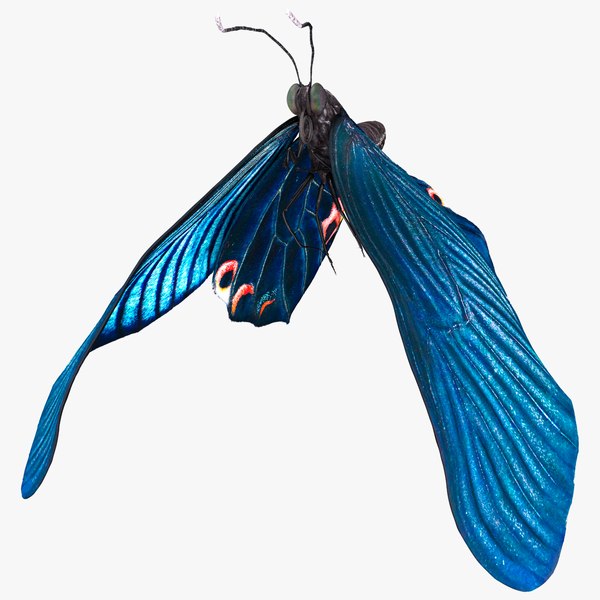 アニメーションのアゲハチョウの羽ばたき翼がリギング3Dモデル 