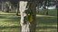 Green Scarabeus - Cetonia aurata