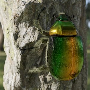 Green Scarabeus - Cetonia aurata