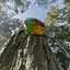 Green Scarabeus - Cetonia aurata