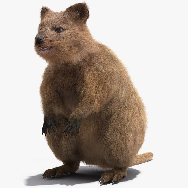 3D Quokka Kangaroo Fur