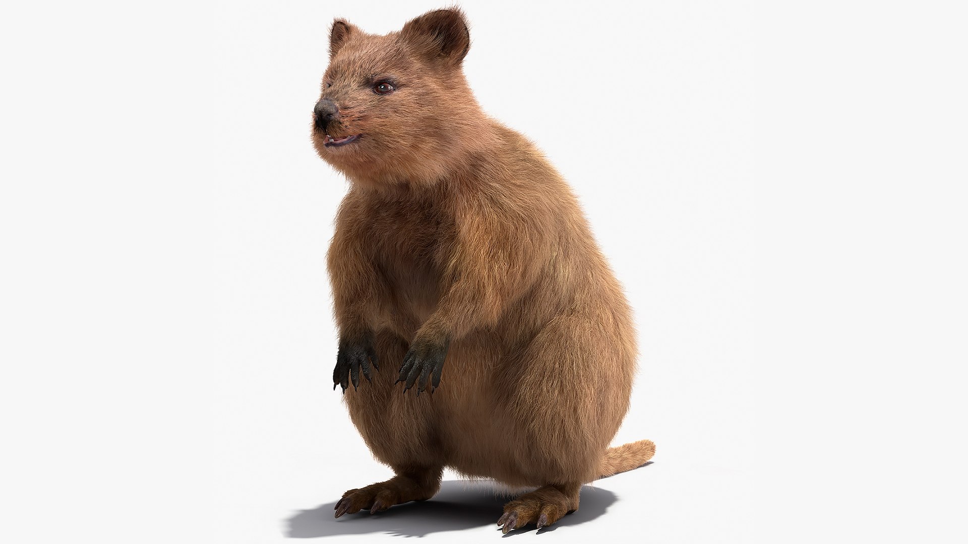 Quokka Kangaroo Fur 3D model preview