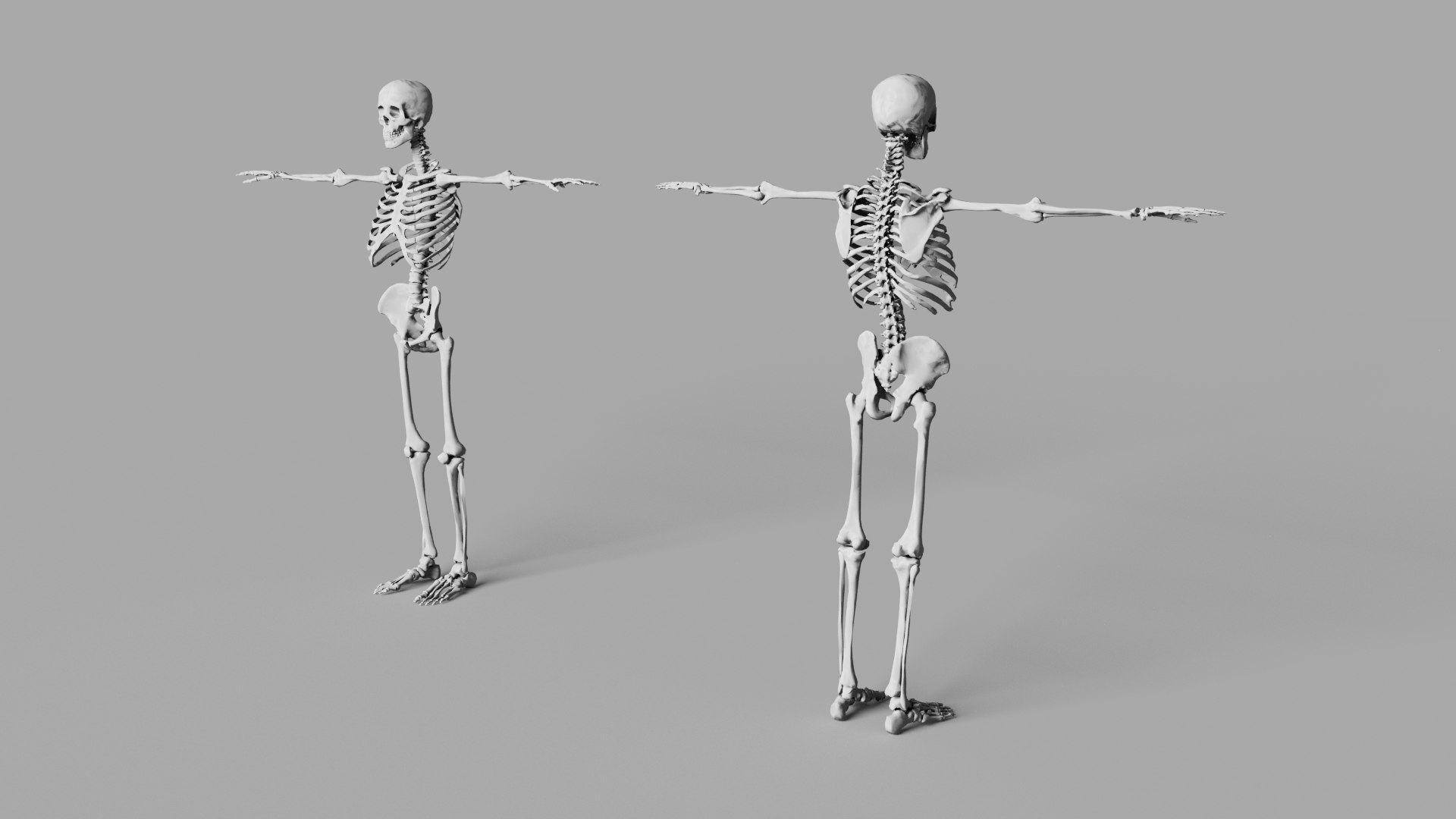 Human Skeleton Low-poly model https://p.turbosquid.com/ts-thumb/Np/EhSl8y/0l/5/jpg/1731575836/1920x1080/fit_q87/9fb909a8f402445ed7b6a1ce3ae2655fc82b8beb/5.jpg