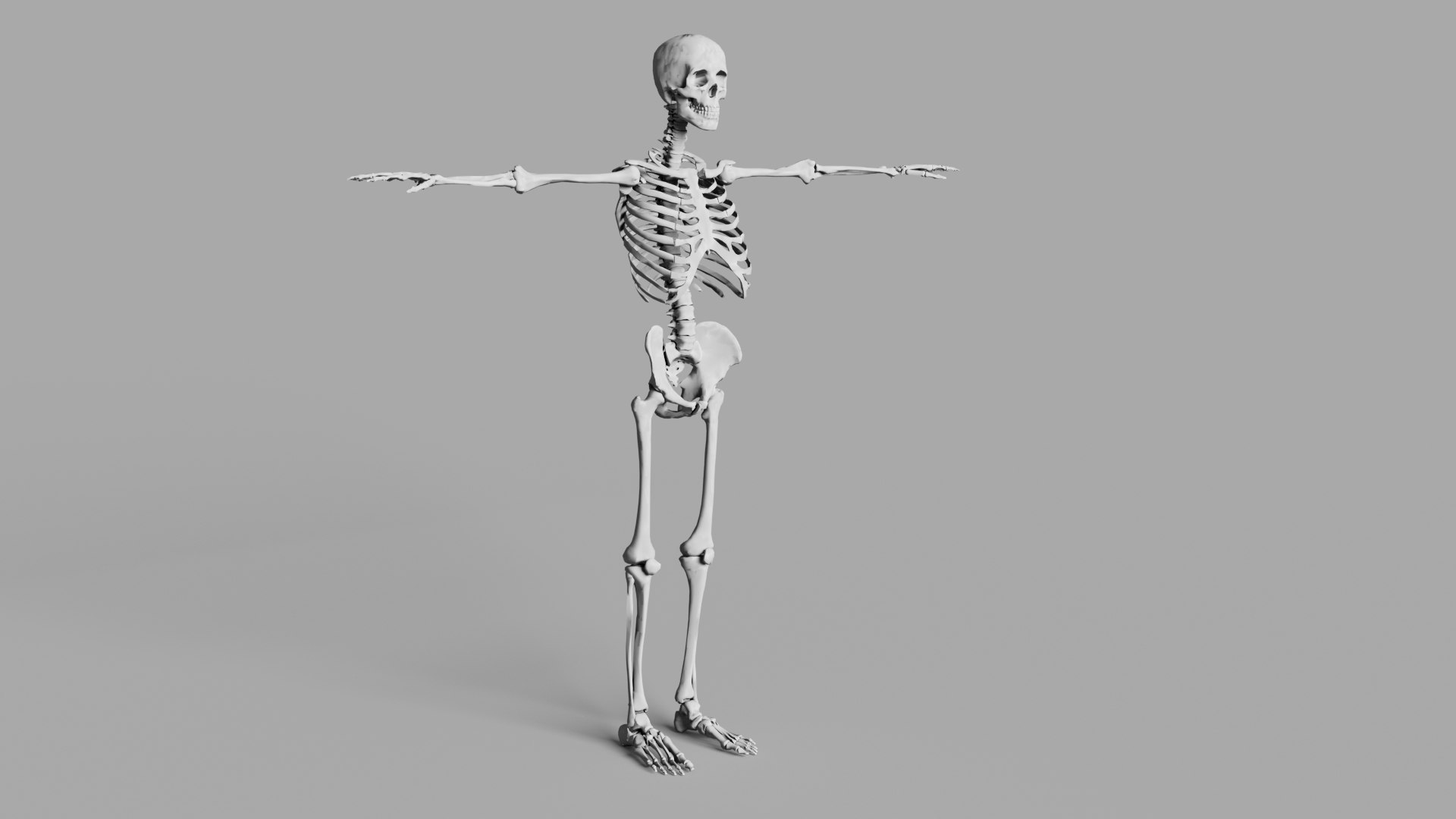 Human Skeleton Low-poly model https://p.turbosquid.com/ts-thumb/Np/EhSl8y/9M/1s/jpg/1731575835/1920x1080/fit_q87/e5516bc128a8f480eaece3211043d6dd80e9224d/1s.jpg