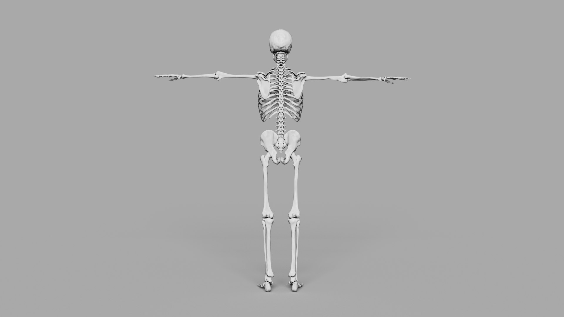 Human Skeleton Low-poly model https://p.turbosquid.com/ts-thumb/Np/EhSl8y/IS/3/jpg/1731575836/1920x1080/fit_q87/b7a31a8a4a9403a3964a51c80de6c35005858485/3.jpg
