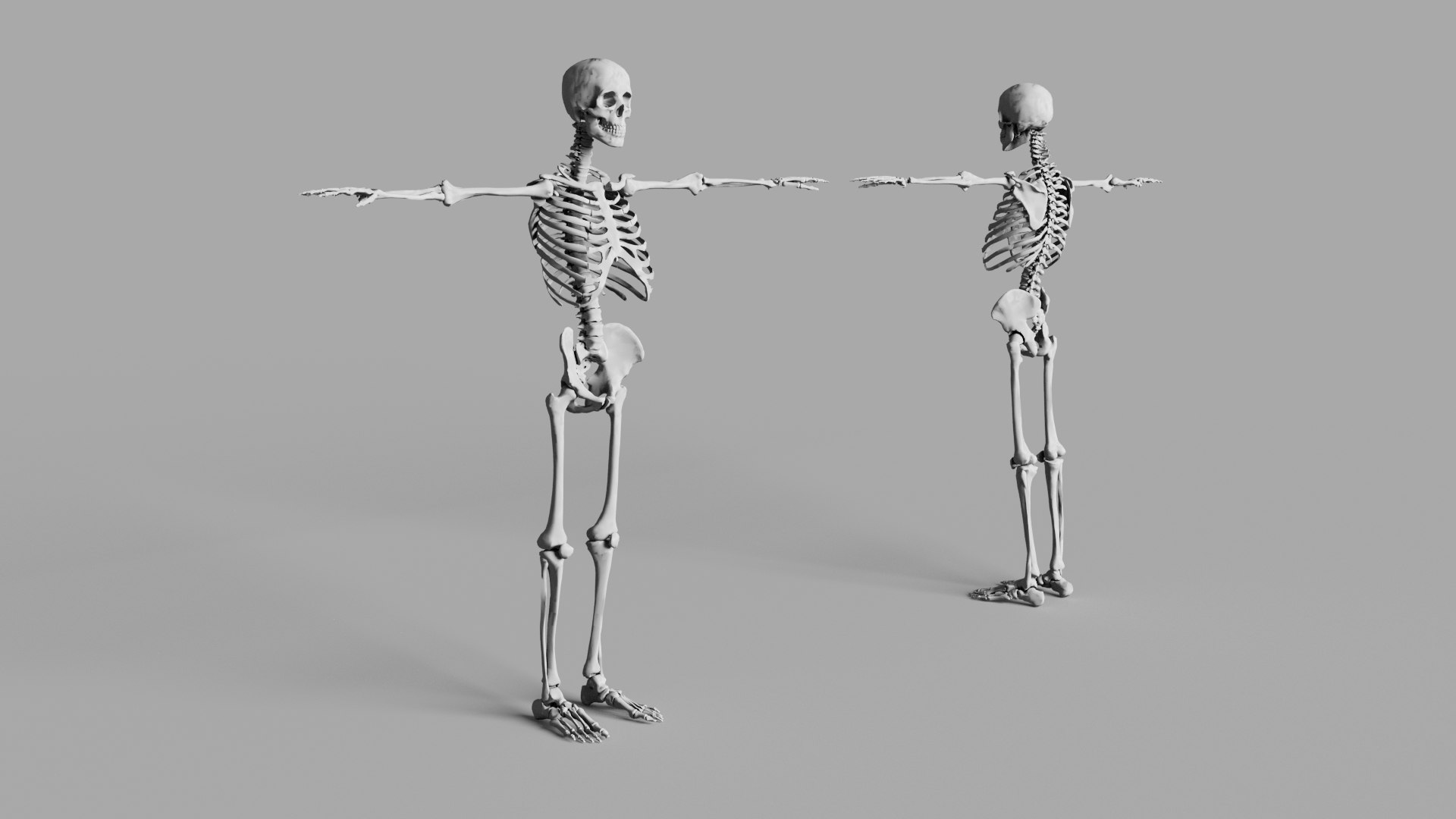 Human Skeleton Low-poly model https://p.turbosquid.com/ts-thumb/Np/EhSl8y/cF/4/jpg/1731575836/1920x1080/fit_q87/381728bdabca970499a5f7d7e3e02e624d06397b/4.jpg