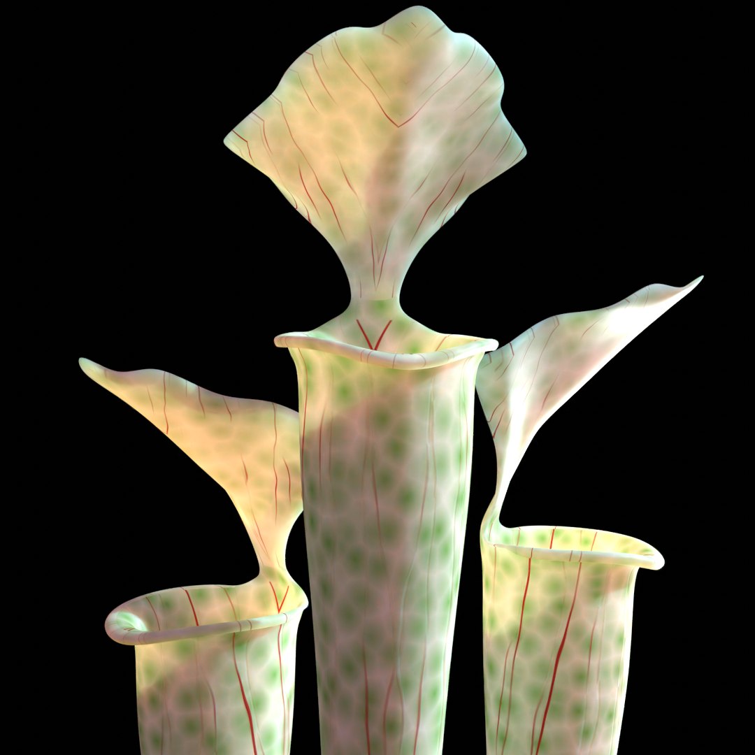 Carnivorous Pitcher Plant Sarracenia Model - TurboSquid 1619334
