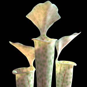 carnivorous pitcher plant sarracenia model