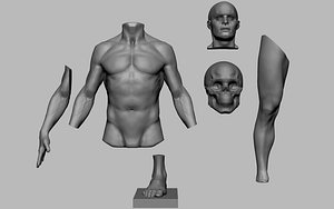 male anatomy body parts 3D model