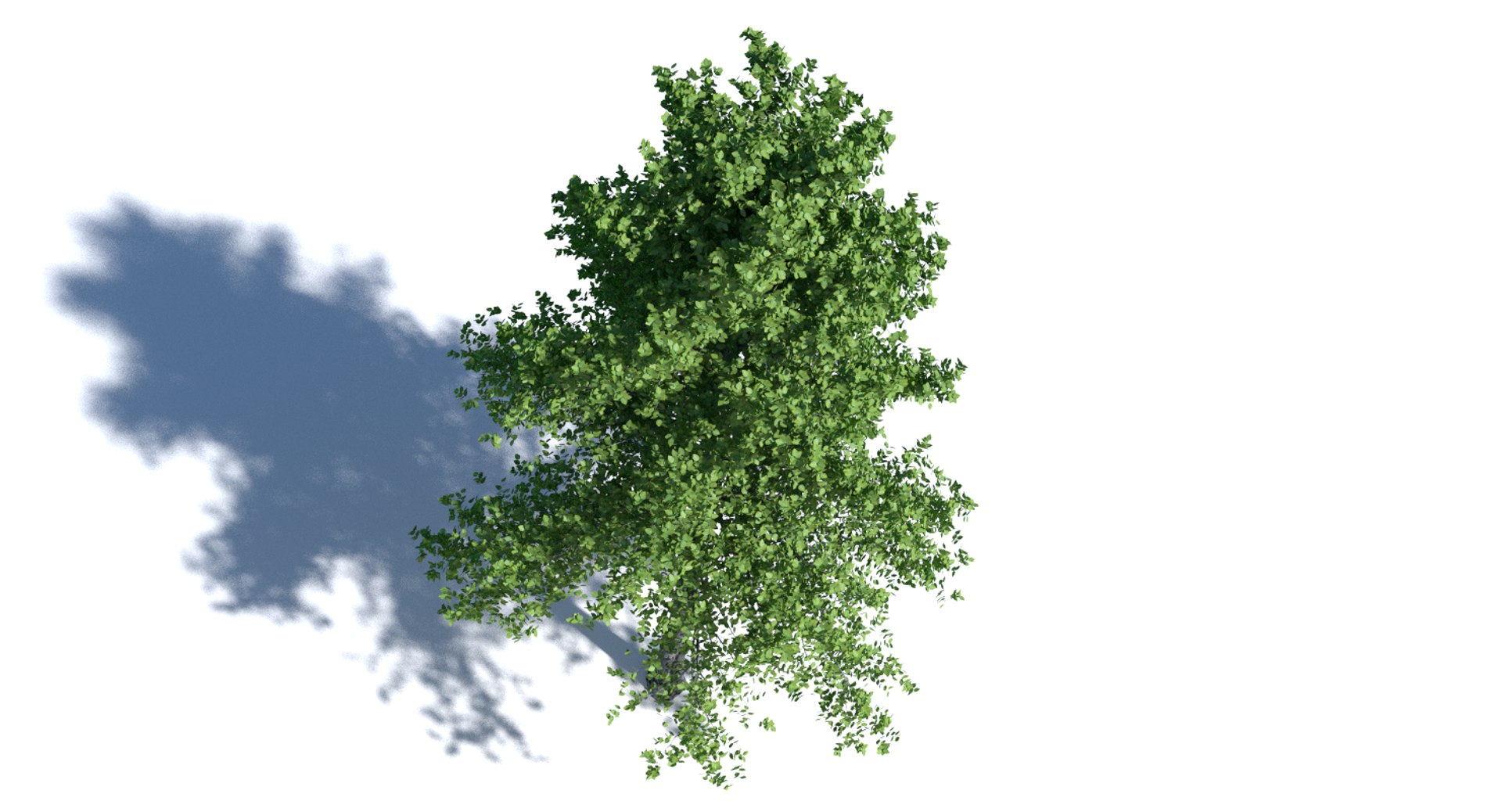 3d Model Birch Tree