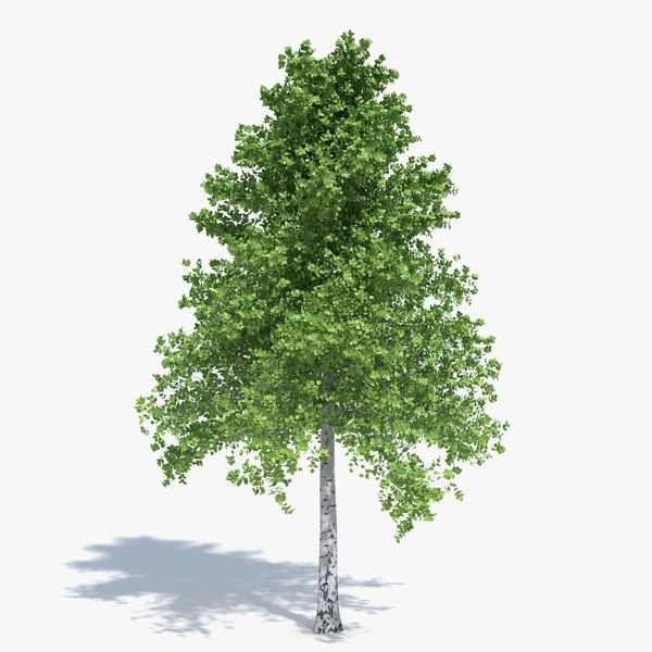 3d model birch tree