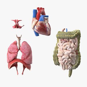 3D Boy Body Anatomy Collection 3 model