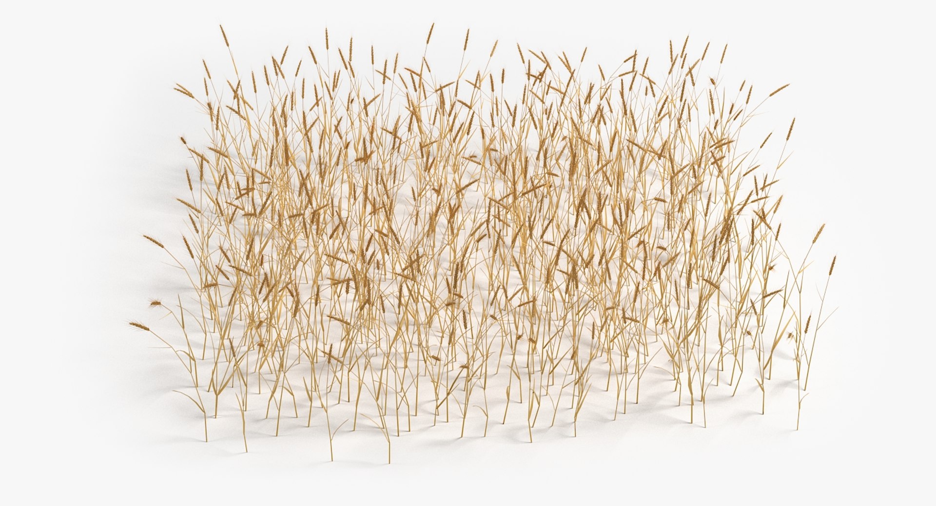Wheat field model - TurboSquid 1289617