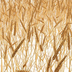 wheat field model