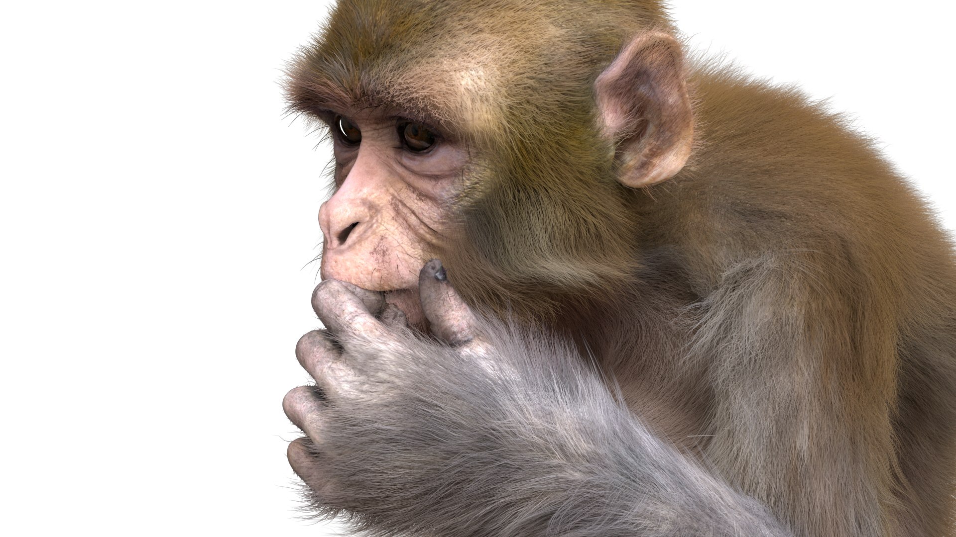 Monkey Rigged Model - TurboSquid 1493219