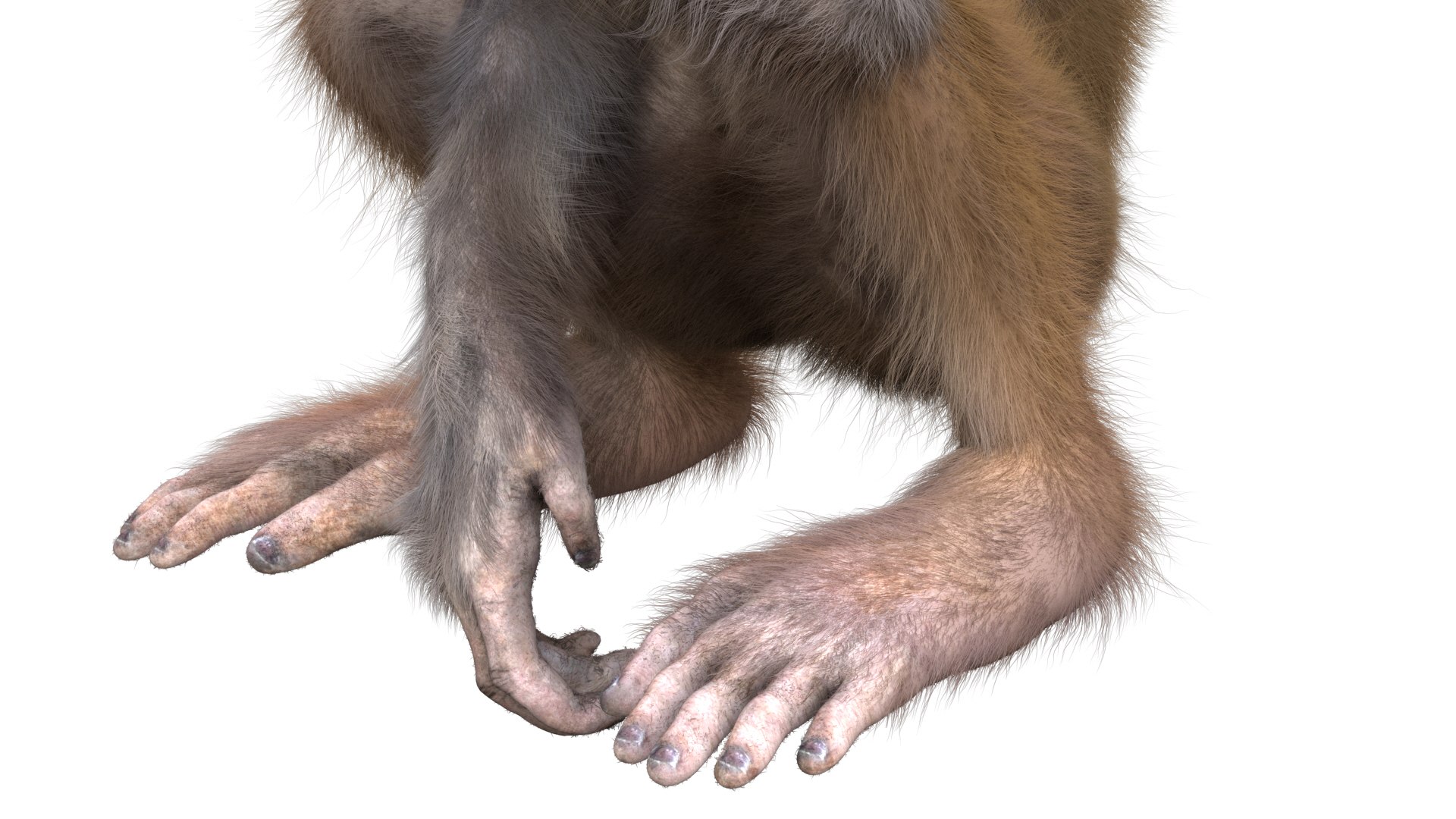Monkey Rigged Model - TurboSquid 1493219