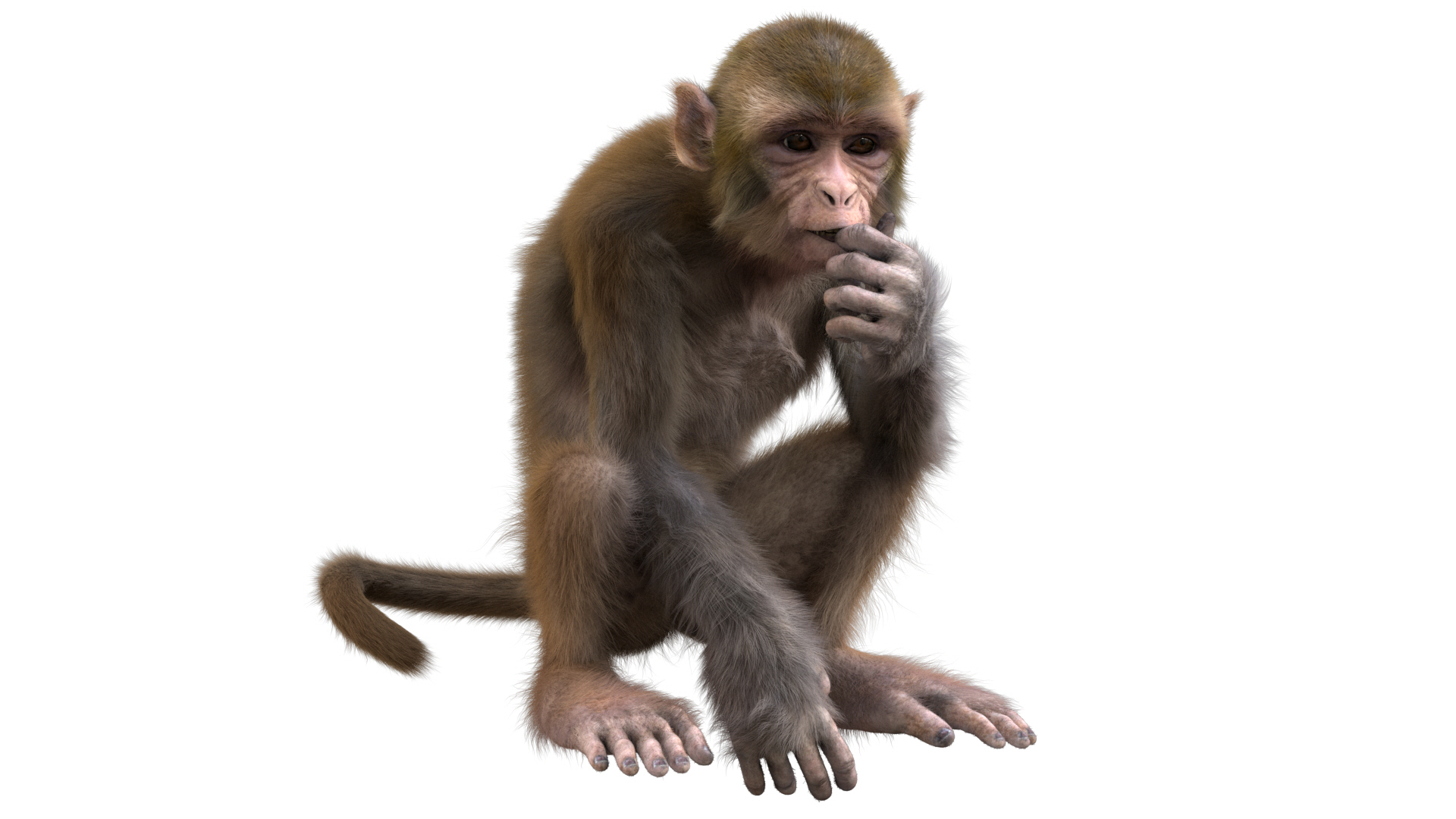 Monkey Rigged Model - TurboSquid 1493219