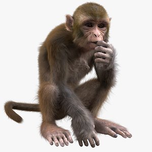monkey rigged model