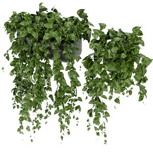 Collection plant vol 351 - pothos - hanging - ampelous - cinema 4d - 3DSMAX