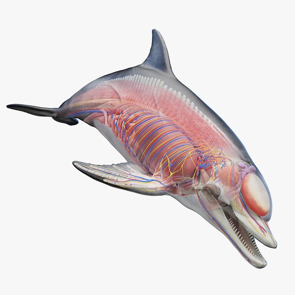 3D model Bottlenose Dolphin Anatomy