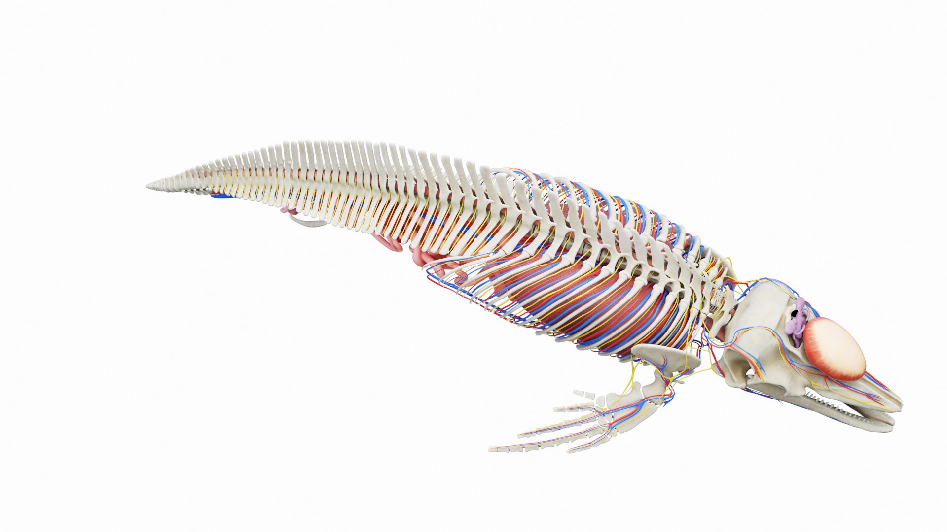 3D Model Bottlenose Dolphin Anatomy - TurboSquid 2003607