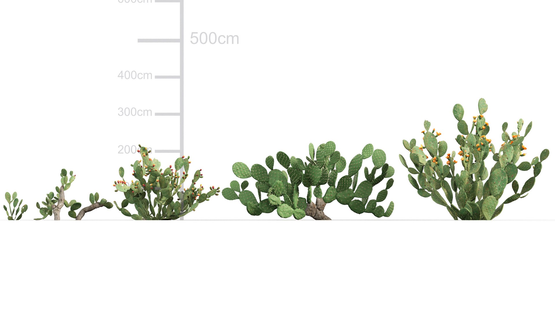 3D Opuntia ficus indica - Prickly pear 3D model https://p.turbosquid.com/ts-thumb/Nq/r2uAY6/J0/gd_v10_opuntia_ficus_indica_01/jpg/1785737701/1920x1080/fit_q87/eca021cf22f60e2604418add362606c08b8abebd/gd_v10_opuntia_ficus_indica_01.jpg