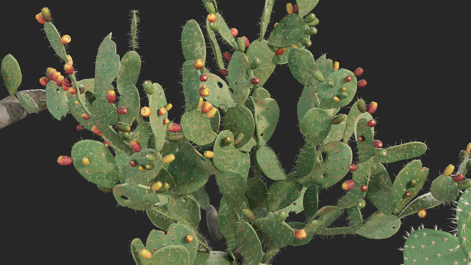 3D Opuntia ficus indica - Prickly pear 3D model https://p.turbosquid.com/ts-thumb/Nq/r2uAY6/J4/opuntia_ficus_indica_02/jpg/1785737714/1920x1080/fit_q87/676a6a0336de6c200d5a3f583a2931e348a832ac/opuntia_ficus_indica_02.jpg