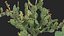 Opuntia ficus indica - Prickly pear 3D model