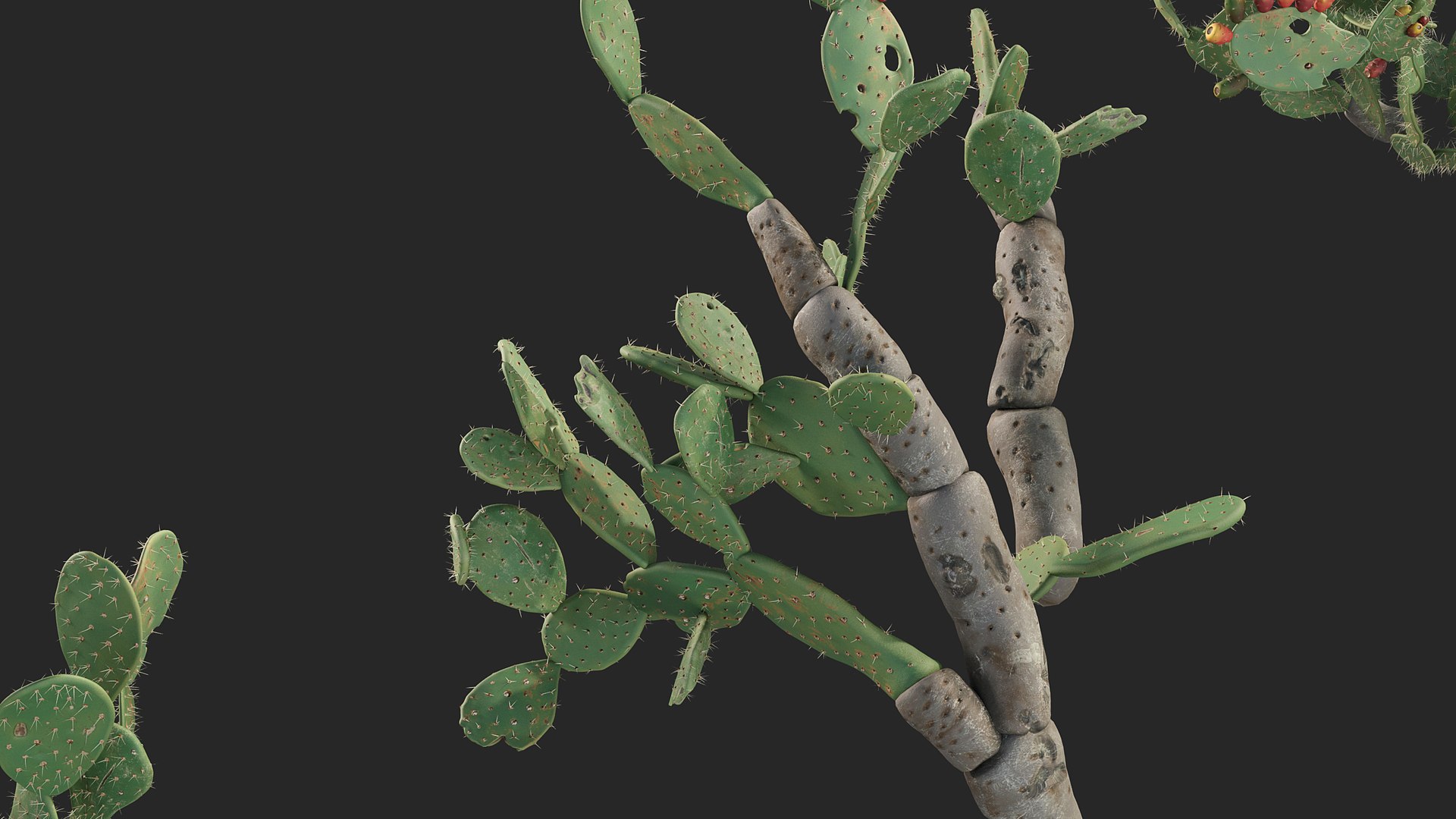 3D Opuntia ficus indica - Prickly pear 3D model https://p.turbosquid.com/ts-thumb/Nq/r2uAY6/La/opuntia_ficus_indica_04/jpg/1785737697/1920x1080/fit_q87/ab97539b3e7dcc4e576fafff0460ad1e278e27e4/opuntia_ficus_indica_04.jpg