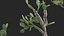 Opuntia ficus indica - Prickly pear 3D model