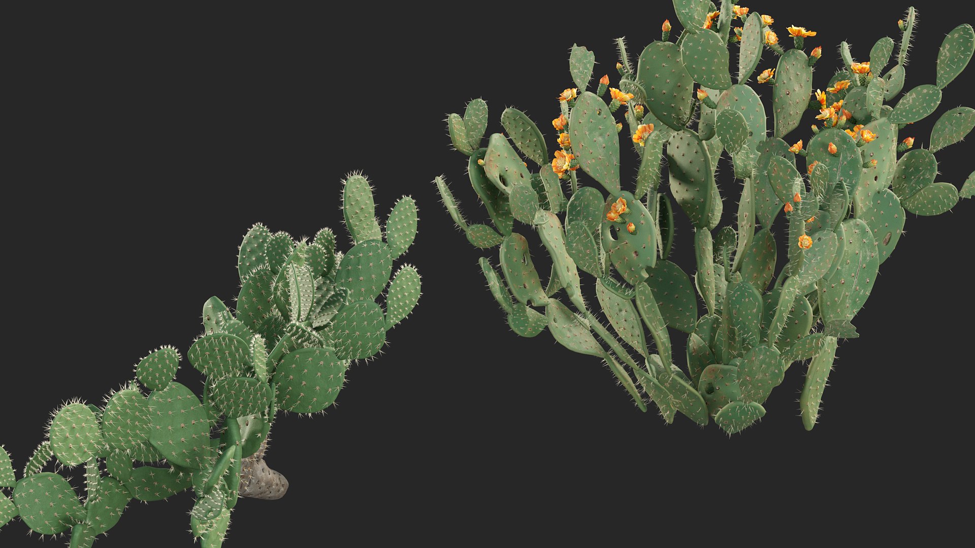 3D Opuntia ficus indica - Prickly pear 3D model https://p.turbosquid.com/ts-thumb/Nq/r2uAY6/Tu/opuntia_ficus_indica_03/jpg/1785737716/1920x1080/fit_q87/5148fbdf93865b1d16eb9486d368ef8ecd973911/opuntia_ficus_indica_03.jpg
