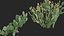 Opuntia ficus indica - Prickly pear 3D model