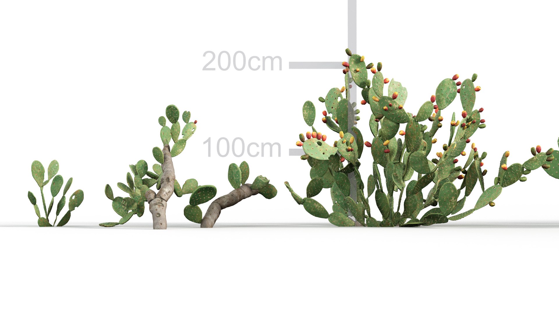 3D Opuntia ficus indica - Prickly pear 3D model https://p.turbosquid.com/ts-thumb/Nq/r2uAY6/aj/gd_v10_opuntia_ficus_indica_02/jpg/1785737704/1920x1080/fit_q87/08471a3826f23c6a3ca0aff49288a1f98d032736/gd_v10_opuntia_ficus_indica_02.jpg