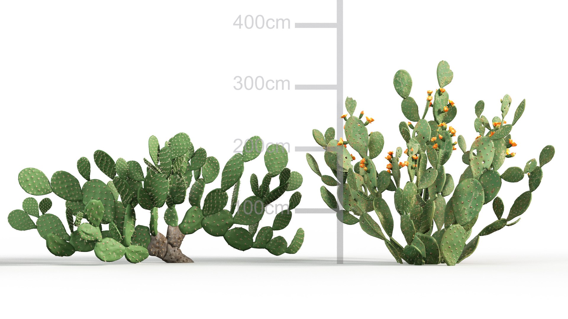 3D Opuntia ficus indica - Prickly pear 3D model https://p.turbosquid.com/ts-thumb/Nq/r2uAY6/b5/gd_v10_opuntia_ficus_indica_03/jpg/1785737708/1920x1080/fit_q87/061355afd36e5ada5d023fea8dd6a715feb68f08/gd_v10_opuntia_ficus_indica_03.jpg
