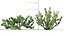 Opuntia ficus indica - Prickly pear 3D model