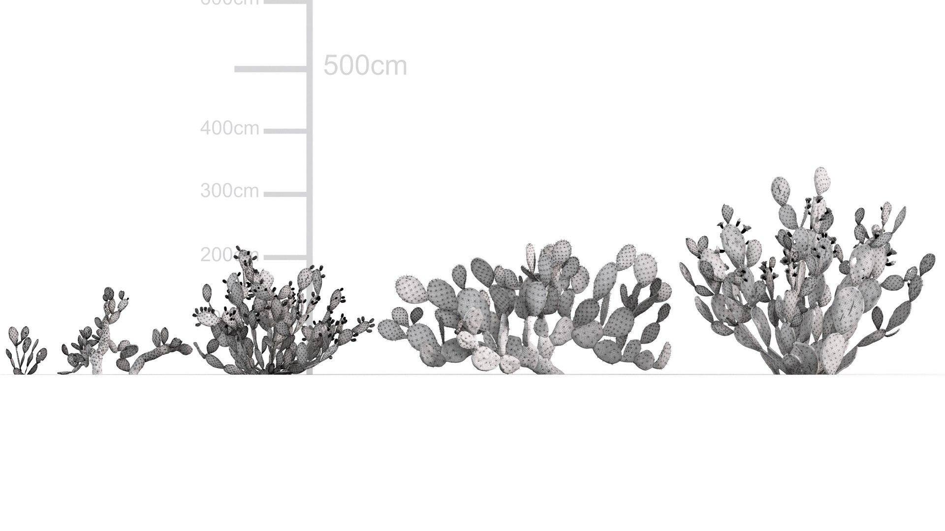 3D Opuntia ficus indica - Prickly pear 3D model https://p.turbosquid.com/ts-thumb/Nq/r2uAY6/dM/gd_v10_opuntia_ficus_indica_wire01/jpg/1785737712/1920x1080/fit_q87/32faaa25e25e9f46cce18927952dc365d231c290/gd_v10_opuntia_ficus_indica_wire01.jpg