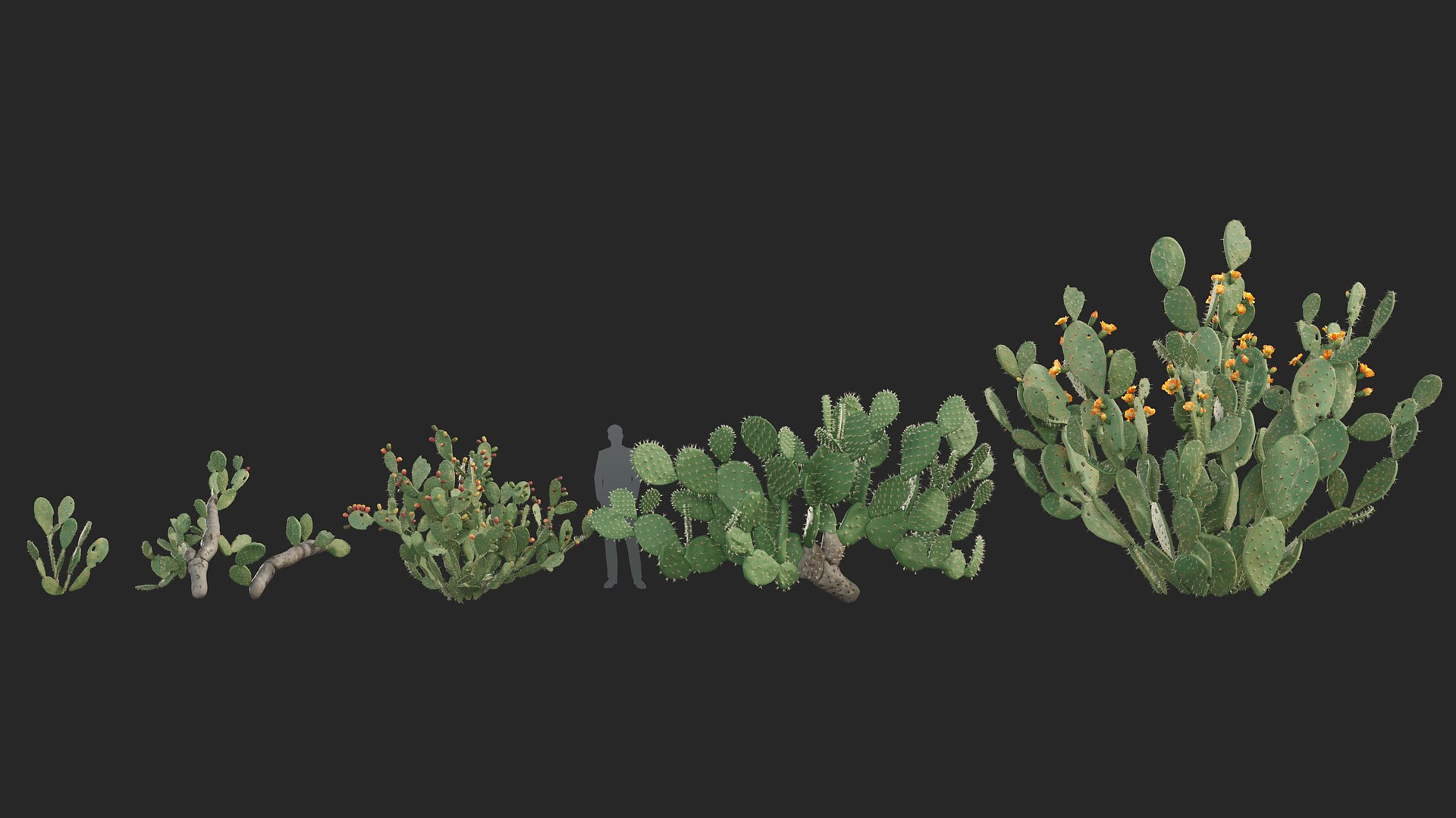 3D Opuntia ficus indica - Prickly pear 3D model https://p.turbosquid.com/ts-thumb/Nq/r2uAY6/lw/opuntia_ficus_indica_01/jpg/1785737713/1920x1080/fit_q87/a461dbba98a39600b70dc0a2e2780f25dba47b46/opuntia_ficus_indica_01.jpg
