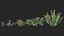 Opuntia ficus indica - Prickly pear 3D model