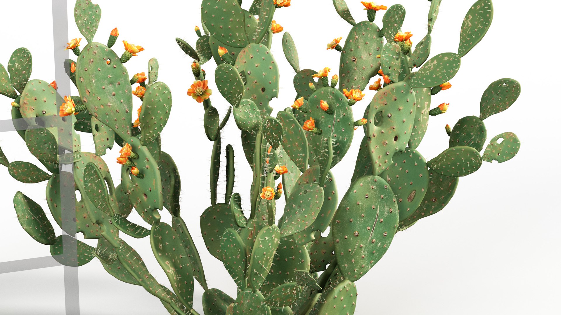 3D Opuntia ficus indica - Prickly pear 3D model https://p.turbosquid.com/ts-thumb/Nq/r2uAY6/qk/gd_v10_opuntia_ficus_indica_04/jpg/1785737710/1920x1080/fit_q87/c8ac5f20e684996058ca9b198e0403e732e21895/gd_v10_opuntia_ficus_indica_04.jpg