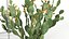 Opuntia ficus indica - Prickly pear 3D model