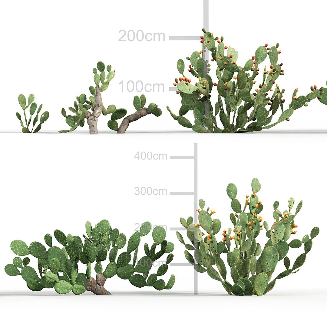 3D Opuntia ficus indica - Prickly pear 3D model https://p.turbosquid.com/ts-thumb/Nq/r2uAY6/qu/gd_v10_opuntia_ficus_indica_tb/jpg/1785737711/1920x1080/fit_q87/5223e8cbe0288e22feda3cfeeebe800495dd3018/gd_v10_opuntia_ficus_indica_tb.jpg