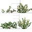 Opuntia ficus indica - Prickly pear 3D model