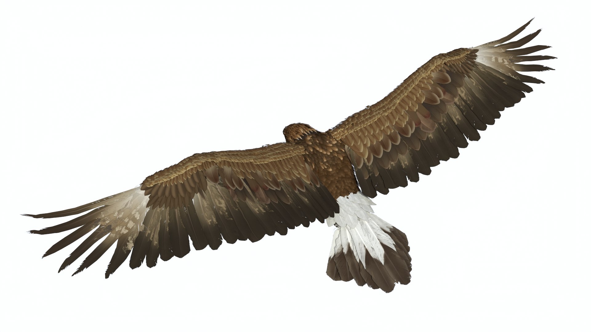 Realistic Golden Eagle Rigged 3D model https://p.turbosquid.com/ts-thumb/Nq/yY08d5/Gz/realisticgoldeneagleriggedvray3dmodel012/jpg/1723002776/1920x1080/fit_q87/843f9d158b26e26a5bfede18168a38f44081c438/realisticgoldeneagleriggedvray3dmodel012.jpg
