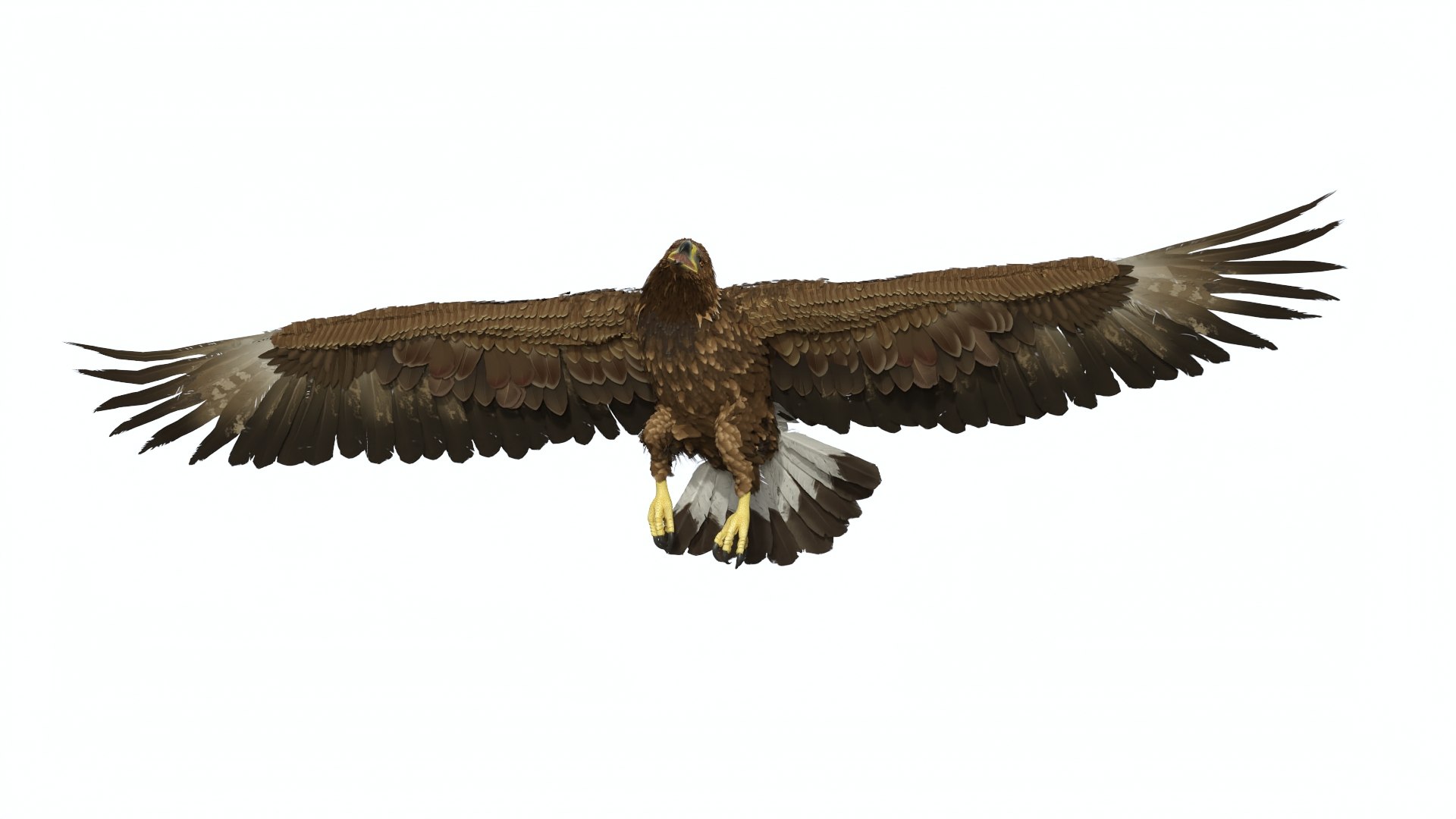 Realistic Golden Eagle Rigged 3D model https://p.turbosquid.com/ts-thumb/Nq/yY08d5/Qv/realisticgoldeneagleriggedvray3dmodel018/jpg/1723002804/1920x1080/fit_q87/6d1271624dfb5931672387475837d70693af3019/realisticgoldeneagleriggedvray3dmodel018.jpg