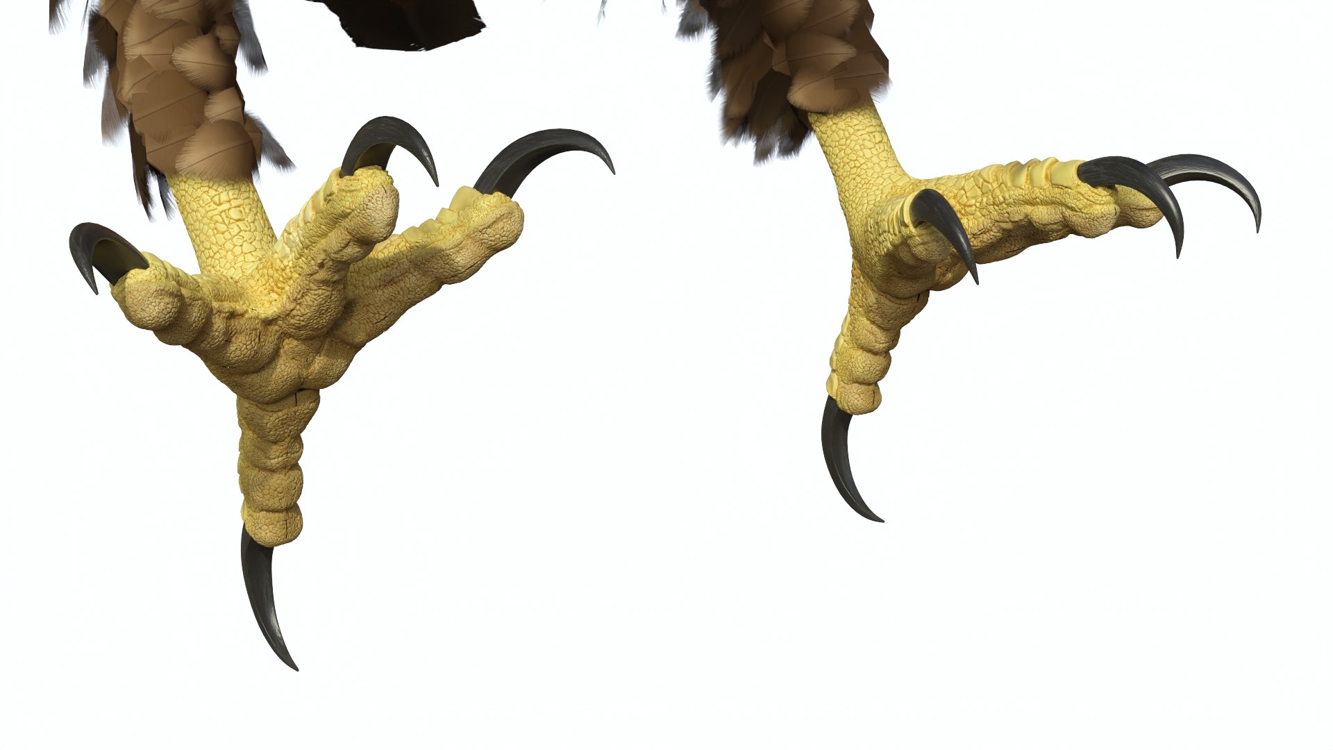 Realistic Golden Eagle Rigged 3D model https://p.turbosquid.com/ts-thumb/Nq/yY08d5/hW/realisticgoldeneagleriggedvray3dmodel015/jpg/1723002790/1920x1080/fit_q87/7915911ca683d69f3f165b824504a192aa5e0f93/realisticgoldeneagleriggedvray3dmodel015.jpg