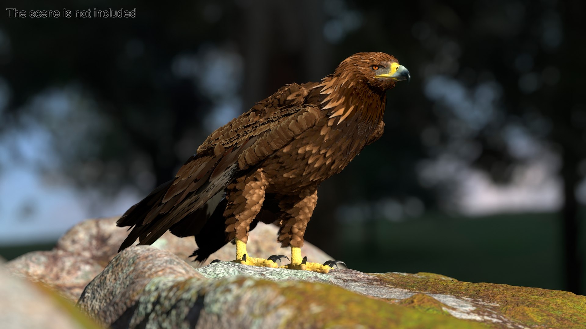 Realistic Golden Eagle Rigged 3D model https://p.turbosquid.com/ts-thumb/Nq/yY08d5/ld/realisticgoldeneagleriggedvray3dmodel004/jpg/1723002745/1920x1080/fit_q87/2e809b58ee2efe5f4f146c6bbc749dc374bcdd22/realisticgoldeneagleriggedvray3dmodel004.jpg